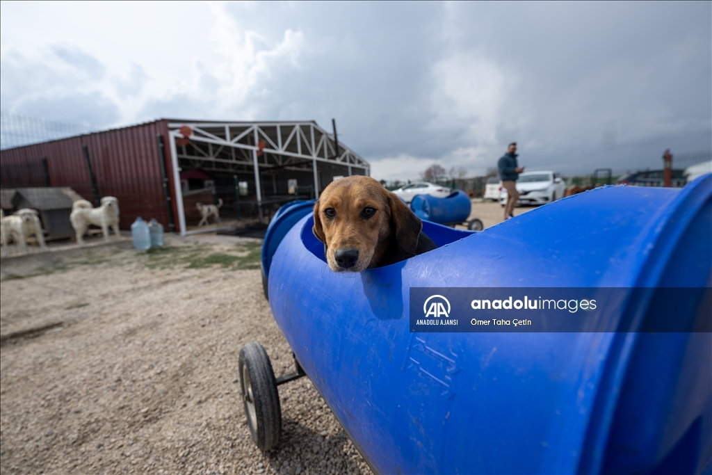Engelli köpekleri varillerden yaptığı "tren"le gezdiriyor