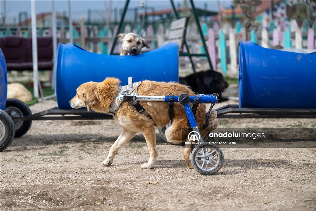 Engelli köpekleri varillerden yaptığı "tren"le gezdiriyor