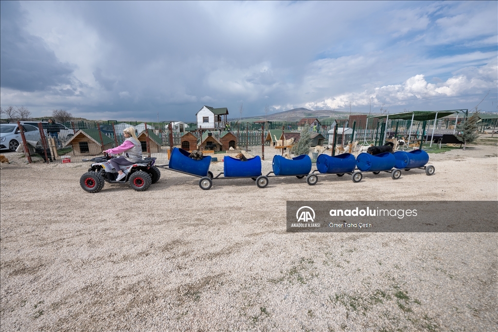 Engelli köpekleri varillerden yaptığı "tren"le gezdiriyor