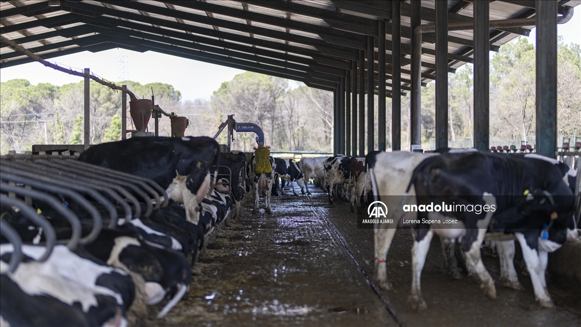 İspanya'da yaşanan kuraklık çiftçi ve besicileri olumsuz etkiliyor