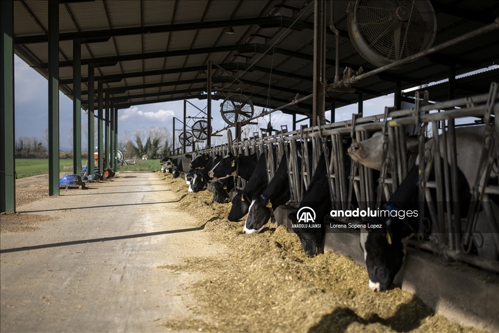 İspanya'da yaşanan kuraklık çiftçi ve besicileri olumsuz etkiliyor