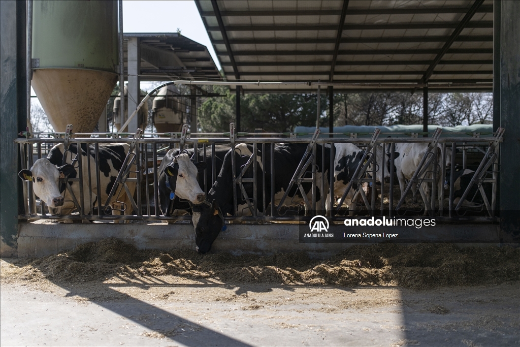 İspanya'da yaşanan kuraklık çiftçi ve besicileri olumsuz etkiliyor