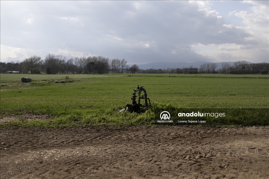 İspanya'da yaşanan kuraklık çiftçi ve besicileri olumsuz etkiliyor