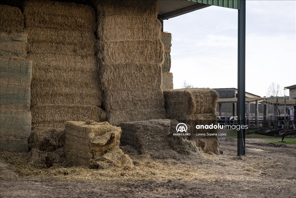 İspanya'da yaşanan kuraklık çiftçi ve besicileri olumsuz etkiliyor