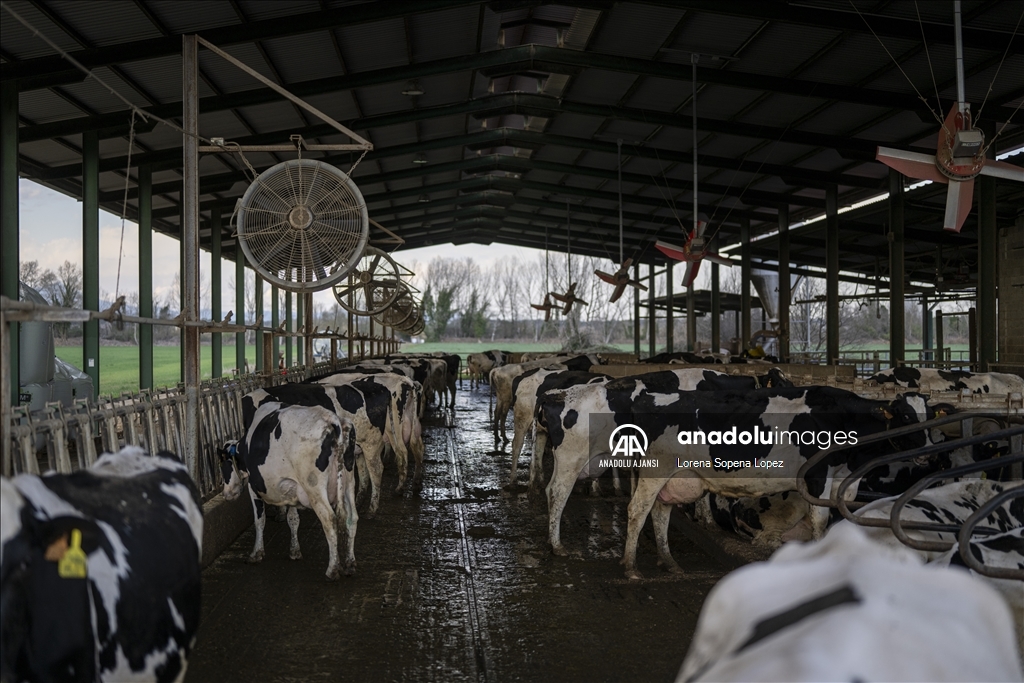 İspanya'da yaşanan kuraklık çiftçi ve besicileri olumsuz etkiliyor