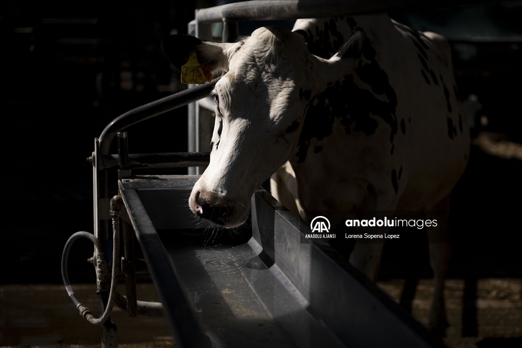 İspanya'da yaşanan kuraklık çiftçi ve besicileri olumsuz etkiliyor