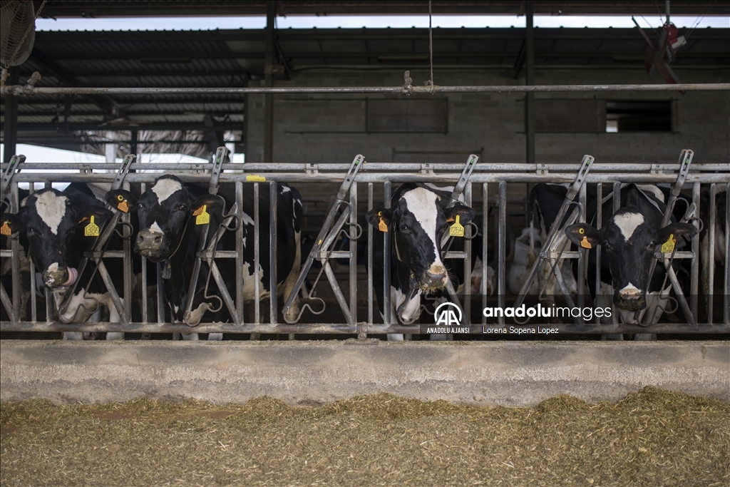 İspanya'da yaşanan kuraklık çiftçi ve besicileri olumsuz etkiliyor