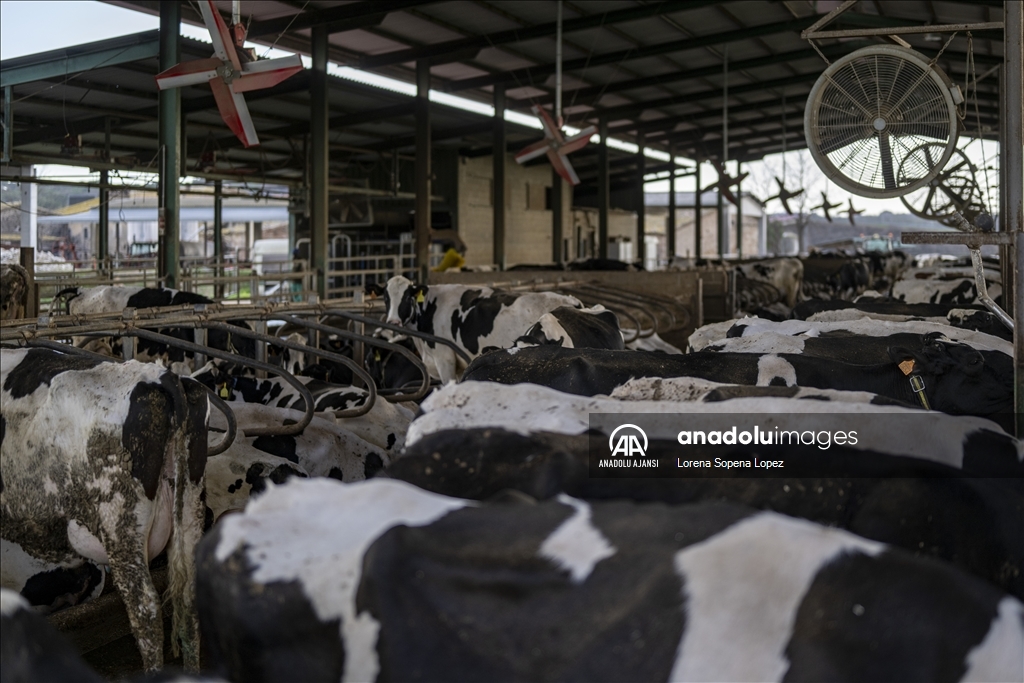 İspanya'da yaşanan kuraklık çiftçi ve besicileri olumsuz etkiliyor