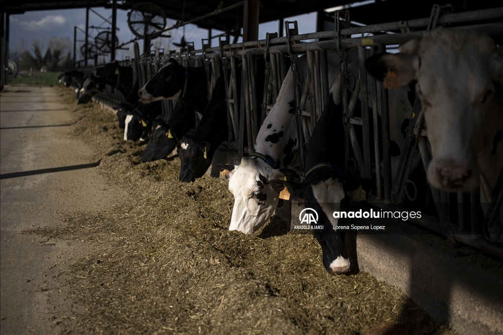 İspanya'da yaşanan kuraklık çiftçi ve besicileri olumsuz etkiliyor