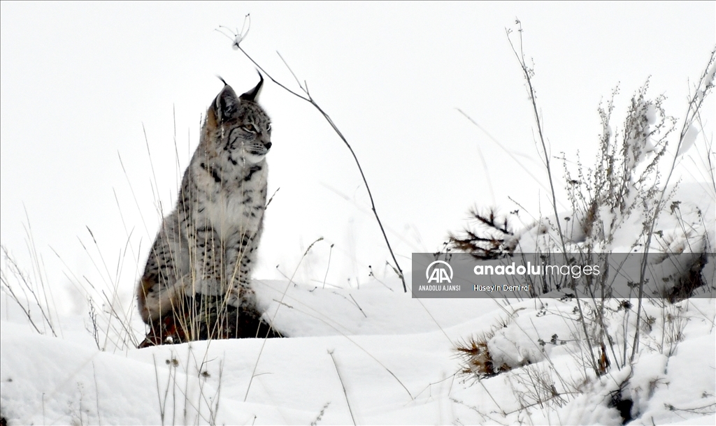 Kafkas vaşağı karlı arazide gündüz avlanırken görüntülendi