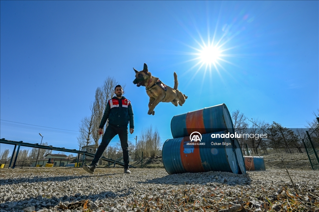 Van'da uyuşturucuyla mücadelede jandarmanın en büyük yardımcısı dedektör köpekler