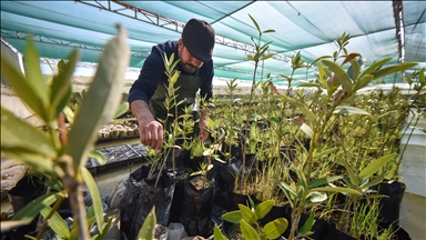 Irak'ta küresel ısınma ve iklim değişikliğine karşı "Mangrov Ormanı"