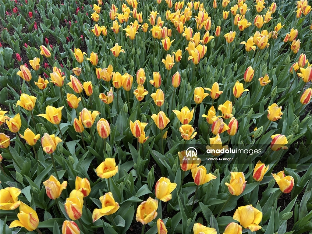 Парк тюльпанов Кекенхоф в нидерландском городе Лиссе является одним из крупнейших в мире цветочных садов.