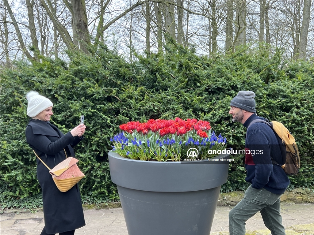 Парк тюльпанов Кекенхоф в нидерландском городе Лиссе является одним из крупнейших в мире цветочных садов.