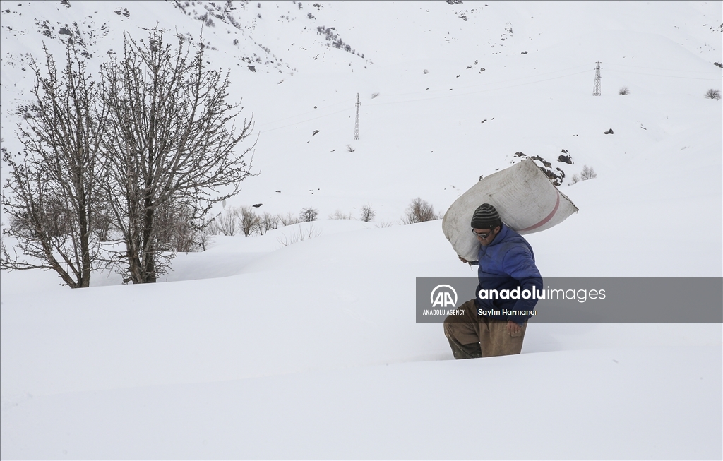 Villagers in Turkiye's Hakkari take care of their animals in harsh winter conditions