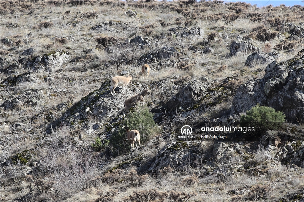 Sivas'ta sürü halinde yiyecek arayan dağ keçileri görüntülendi