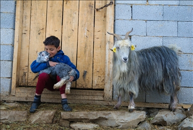 Villagers in Turkiye's Hakkari take care of their animals in harsh winter conditions