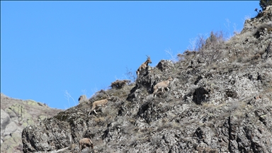 Sivas'ta sürü halinde yiyecek arayan dağ keçileri görüntülendi