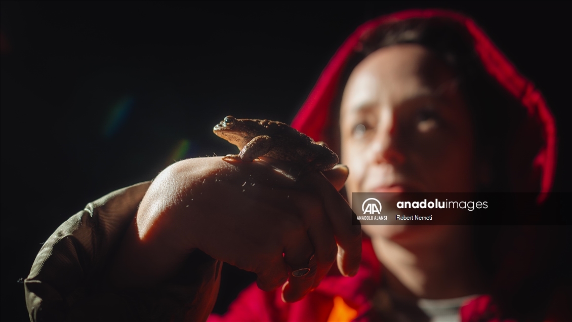 Slovakya'da gönüllüler kurbağalara göç yolculukları sırasında yardımcı oluyor 