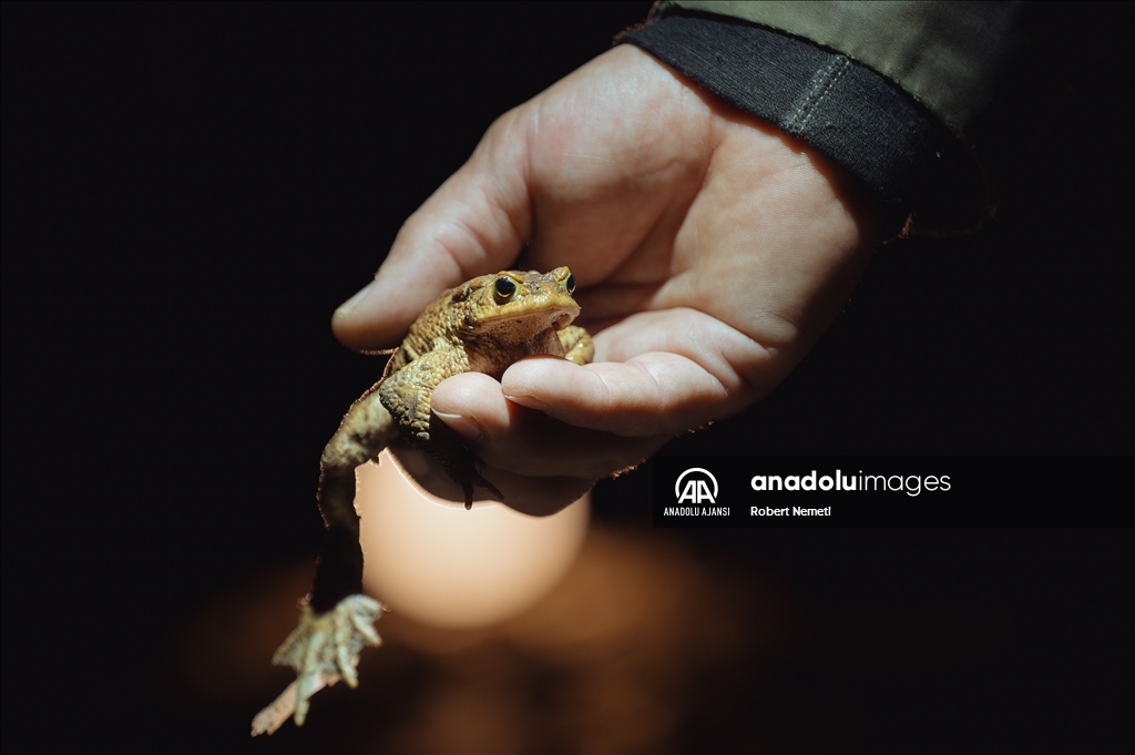 Slovakya'da gönüllüler kurbağalara göç yolculukları sırasında yardımcı oluyor 