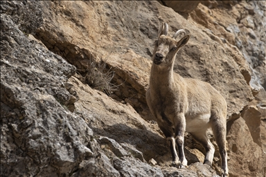 В провинции Тунджели на востоке Турции в объектив камер попала редкая порода диких коз, находящихся под угрозой исчезновения.