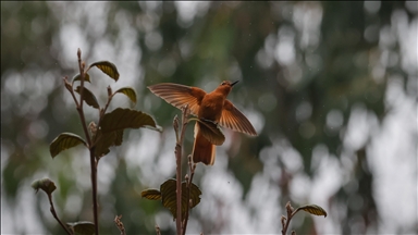 Kolombiya dünyanın en yüksek sinek kuşu türüne ev sahipliği yapıyor