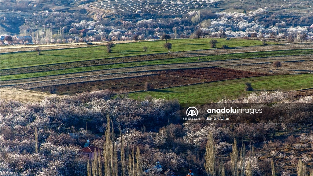 Malatya çiçek açtı