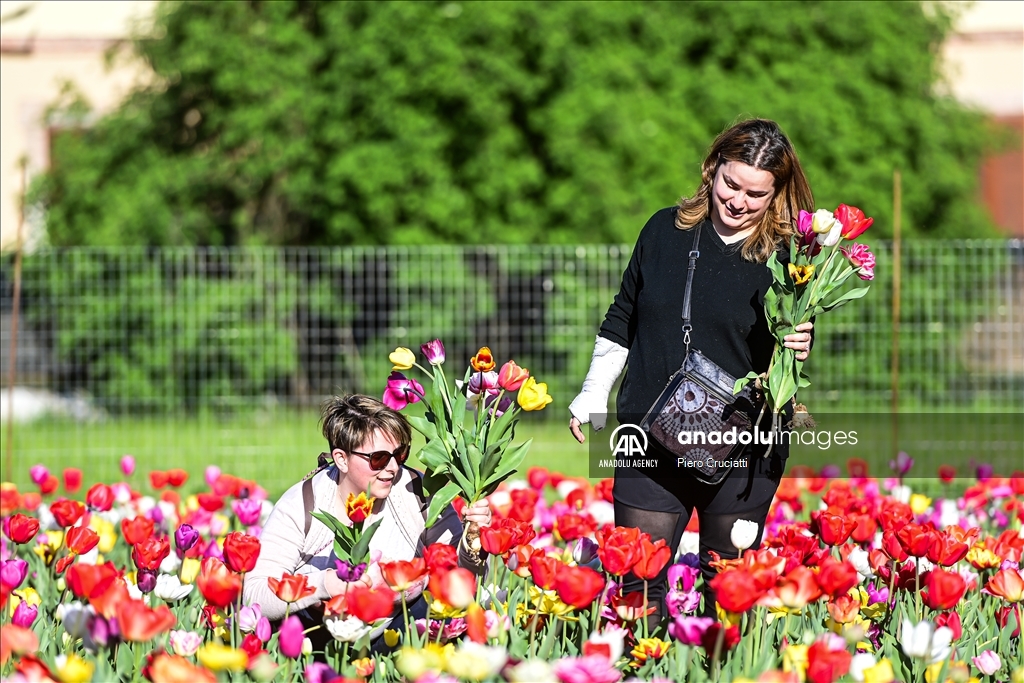 ‘Tulipani Italiani’ field in Arese, near Milan, Italy 