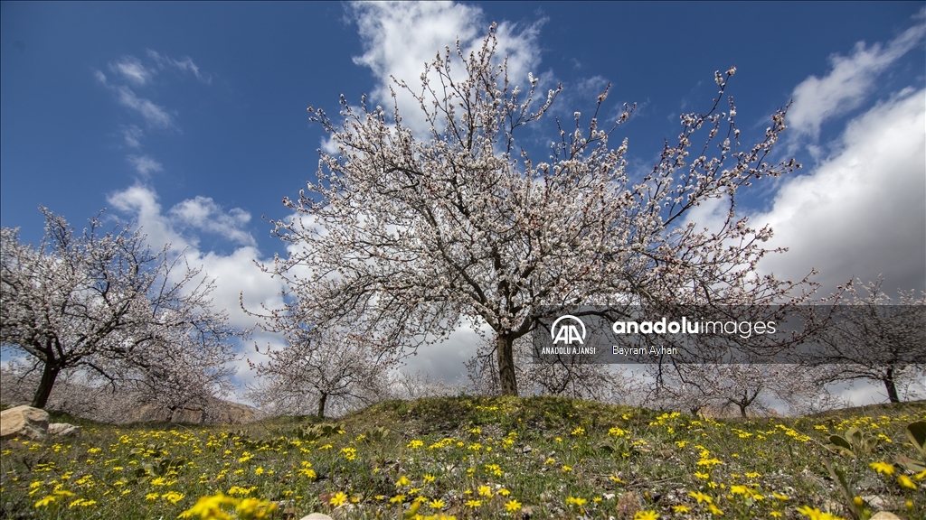 Malatya çiçek açtı