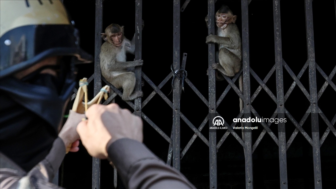 Tayland'ın Lopburi kentindeki sayıları hızla artan makak maymunları güvenlik tehdidi oluşturuyor