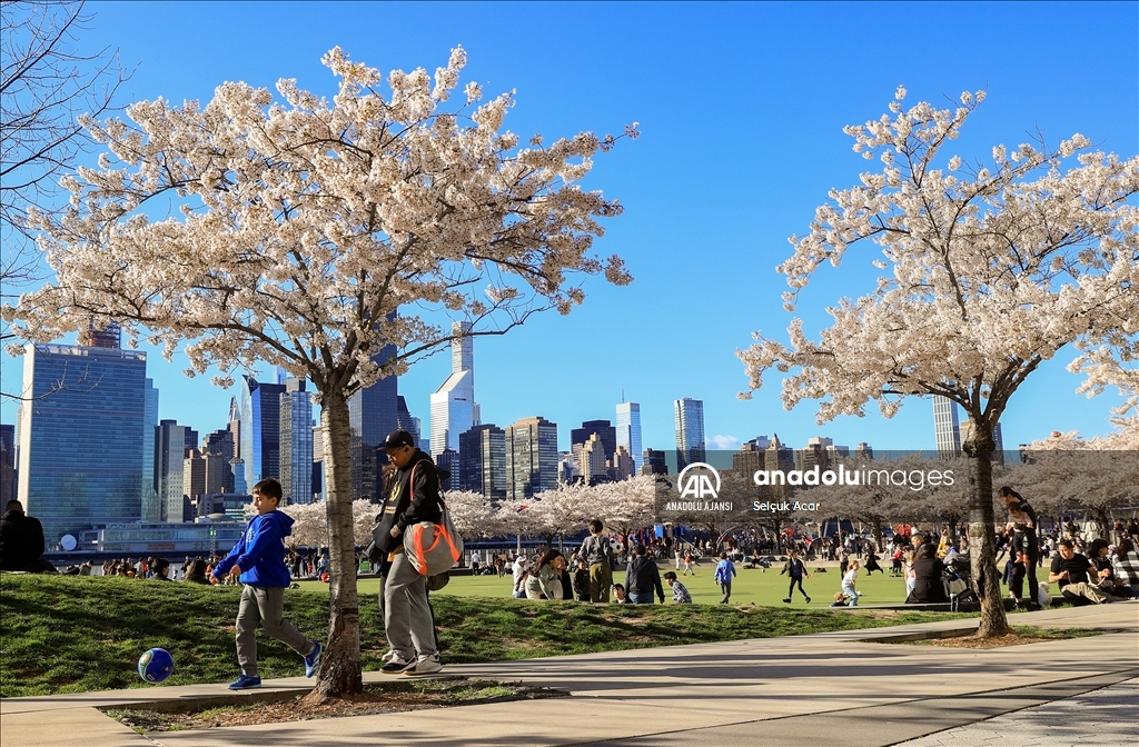 New York'ta kiraz çiçeği mevsimi