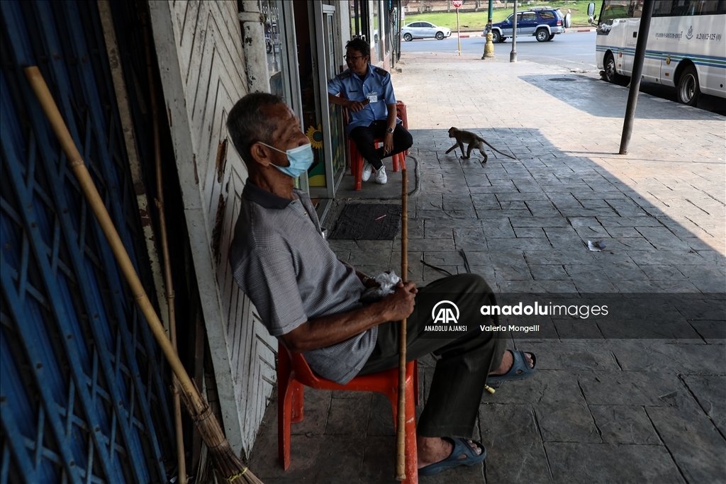Tayland'ın Lopburi kentindeki sayıları hızla artan makak maymunları güvenlik tehdidi oluşturuyor