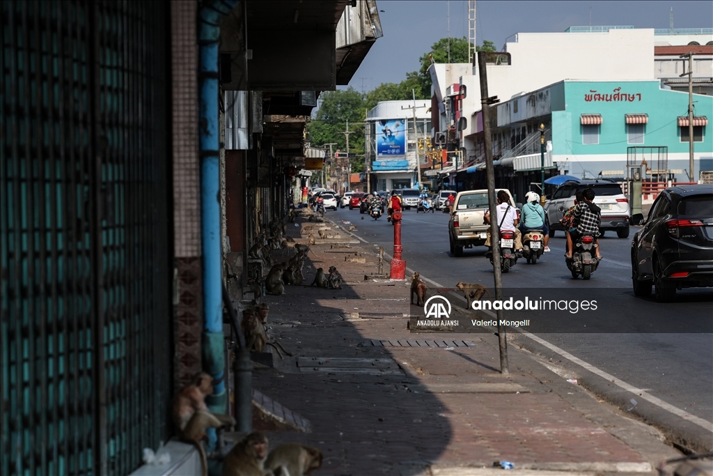 Tayland'ın Lopburi kentindeki sayıları hızla artan makak maymunları güvenlik tehdidi oluşturuyor