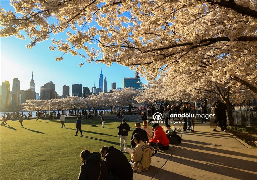 New York'ta kiraz çiçeği mevsimi