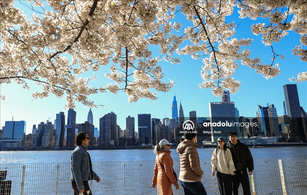 New York'ta kiraz çiçeği mevsimi