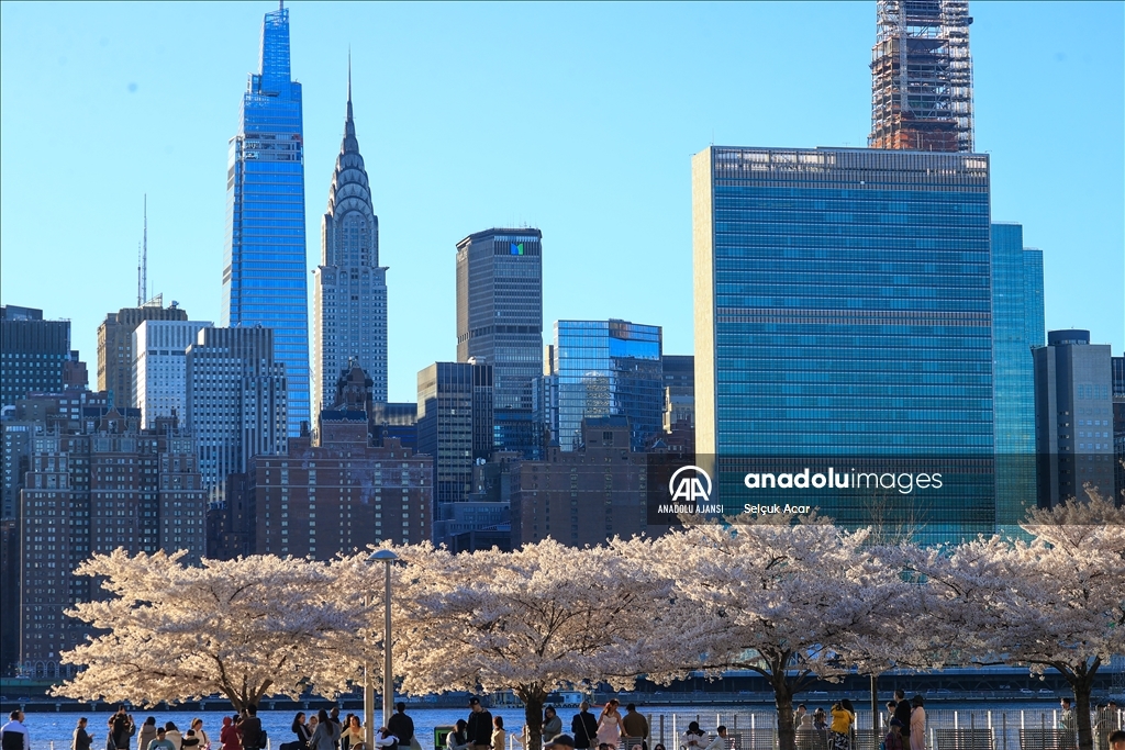 New York'ta kiraz çiçeği mevsimi