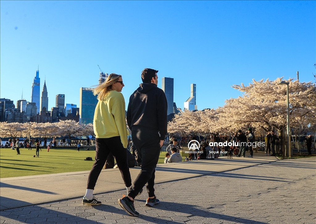 New York'ta kiraz çiçeği mevsimi