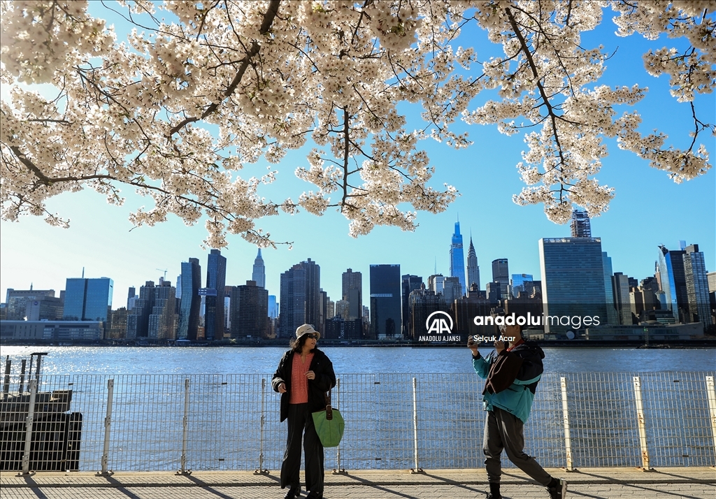 New York'ta kiraz çiçeği mevsimi