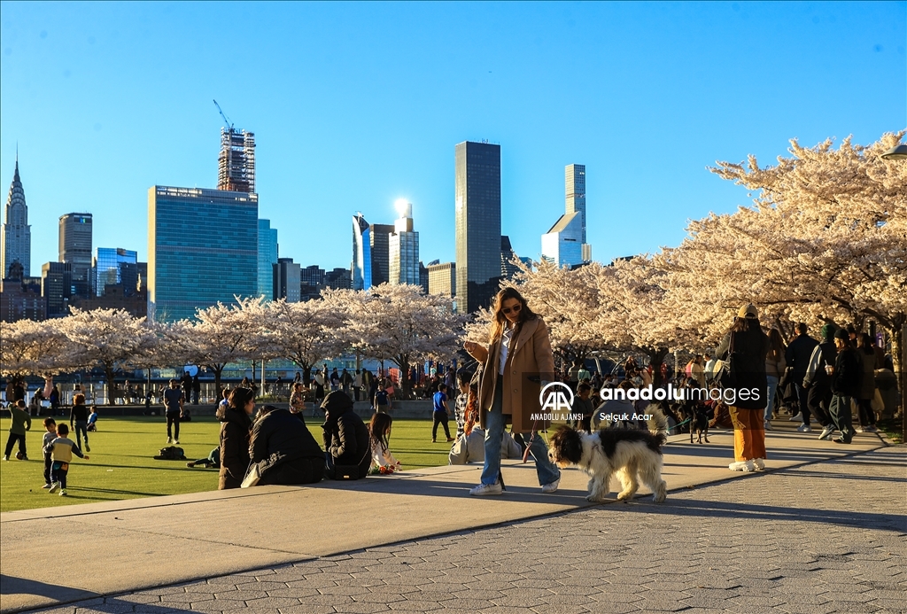 New York'ta kiraz çiçeği mevsimi
