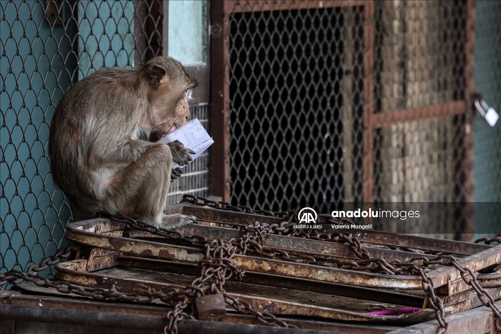 Tayland'ın Lopburi kentindeki sayıları hızla artan makak maymunları güvenlik tehdidi oluşturuyor