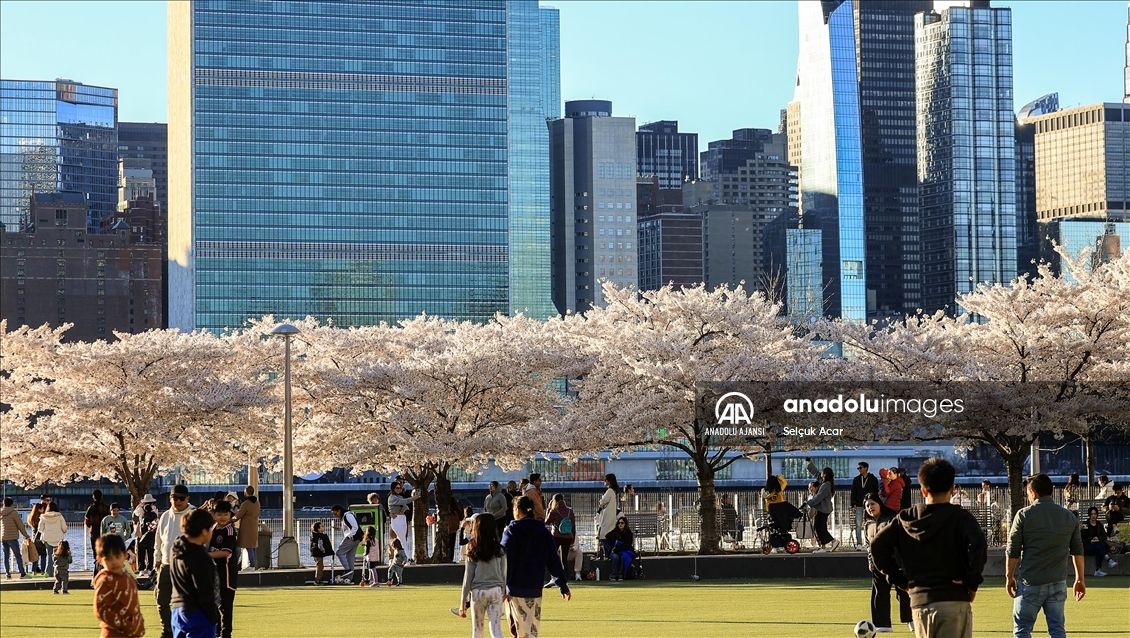 New York'ta kiraz çiçeği mevsimi