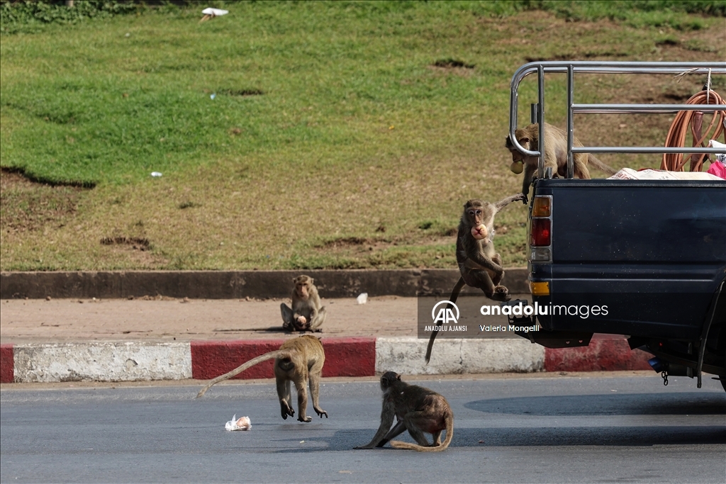 Tayland'ın Lopburi kentindeki sayıları hızla artan makak maymunları güvenlik tehdidi oluşturuyor