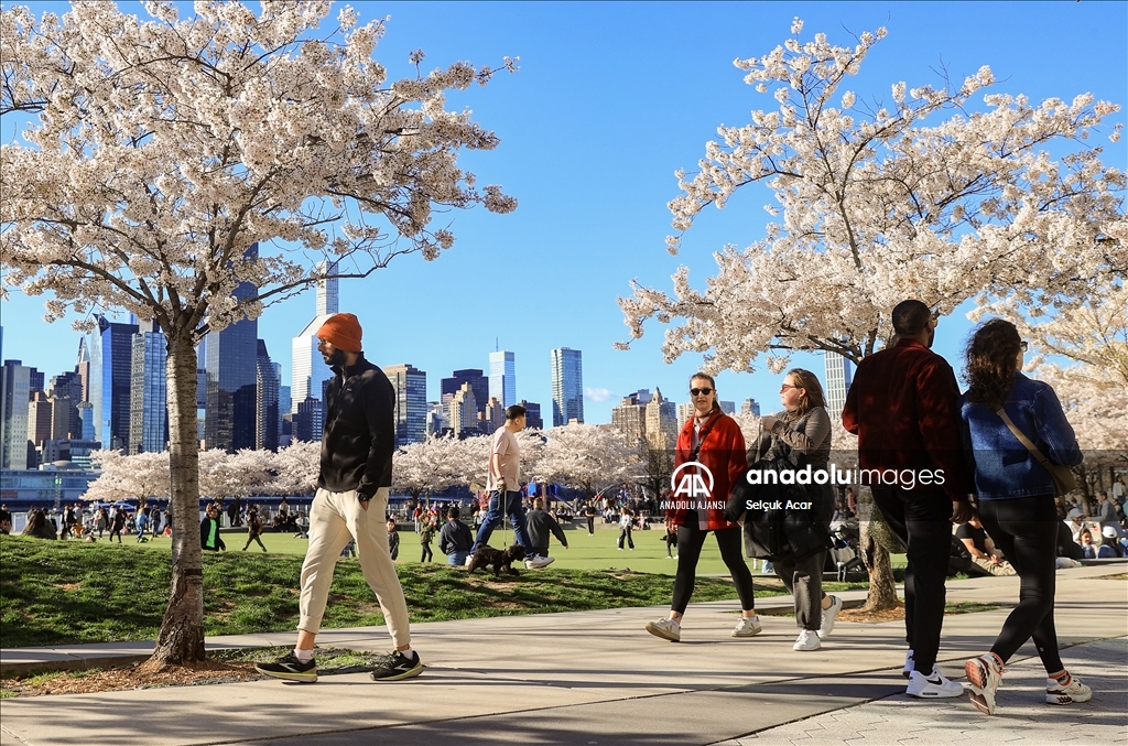New York'ta kiraz çiçeği mevsimi