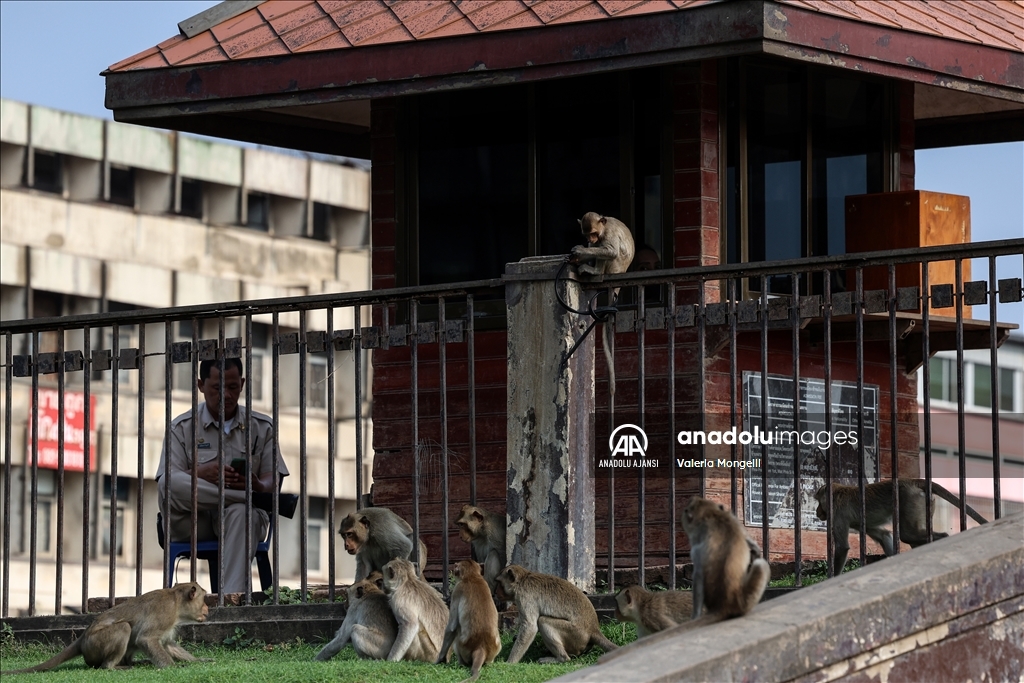Tayland'ın Lopburi kentindeki sayıları hızla artan makak maymunları güvenlik tehdidi oluşturuyor