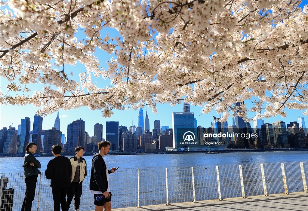New York'ta kiraz çiçeği mevsimi