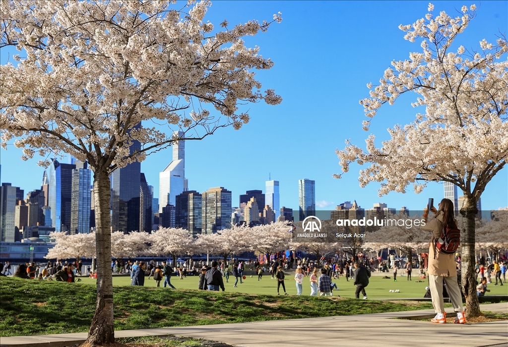 New York'ta kiraz çiçeği mevsimi
