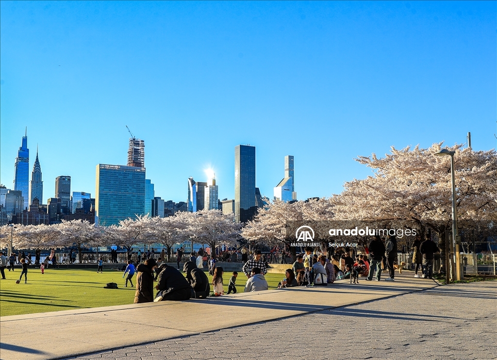 New York'ta kiraz çiçeği mevsimi