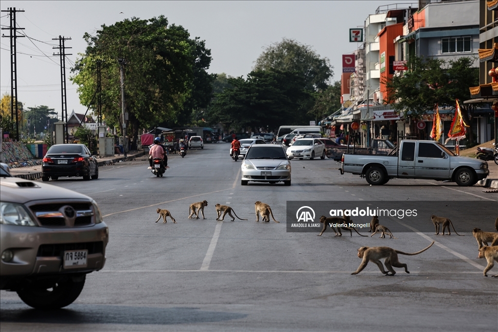 Tayland'ın Lopburi kentindeki sayıları hızla artan makak maymunları güvenlik tehdidi oluşturuyor