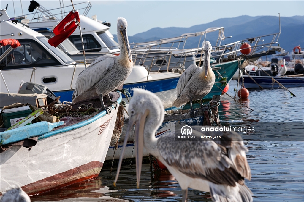 Gediz Deltası'nın misafiri, Tepeli Pelikanlar