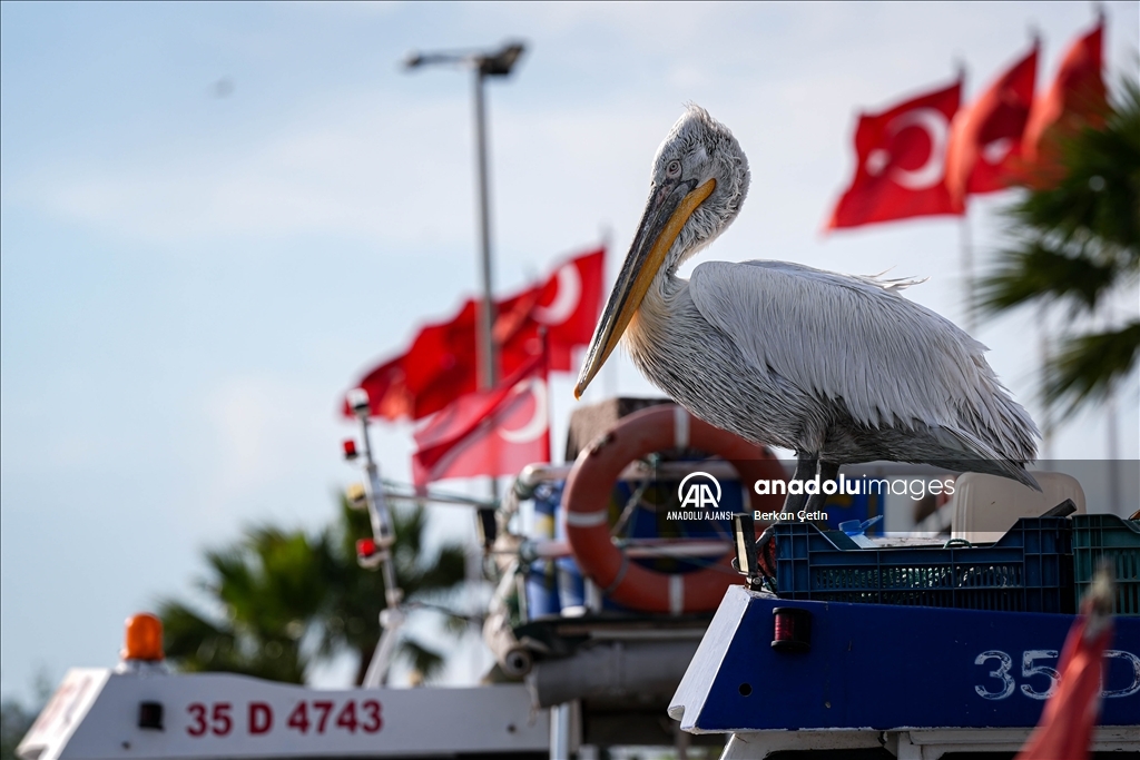 Gediz Deltası'nın misafiri, Tepeli Pelikanlar